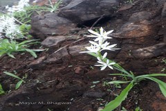 Chlorophytum borivilianum